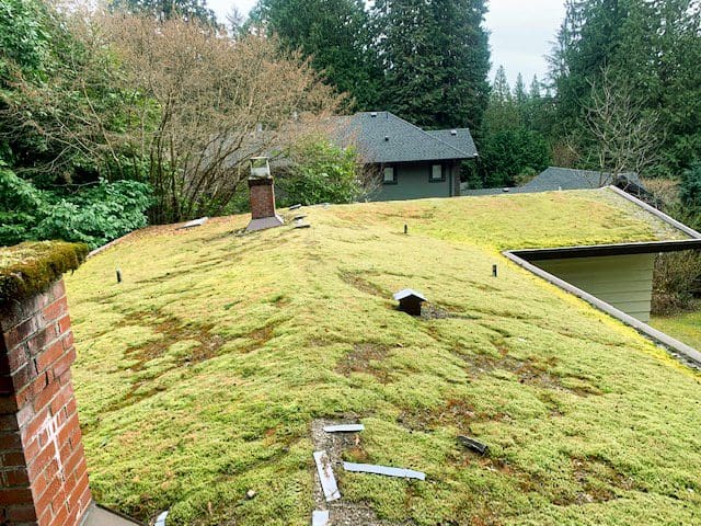 Moss on Roof